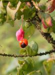 Garden Flowers Spindle tree (Euonymus) Photo; pink