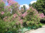 Garden Flowers Tamarisk, Athel tree, Salt Cedar (Tamarix) Photo; pink