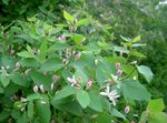 Garden Flowers Tatarian honeysuckle (Lonicera tatarica) Photo; pink