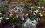 Garden Flowers Trailing azalea, Alpine Azalea (Loiseleuria) Photo; pink