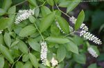 Waxflower (Jamesia americana) Photo; white