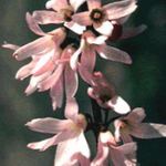 Garden Flowers White Forsythia, Korean Abelia (Abeliophyllum distichum) Photo; pink