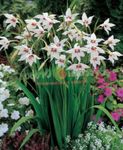 Garden Flowers Abyssinian Gladiolus, Peacock Orchid, Fragrant Gladiolus, Sword Lily (Acidanthera bicolor murielae, Gladiolus murielae) Photo; white