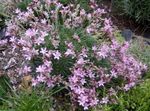 Garden Flowers Acantholimon, Prickly Thrift  Photo; pink