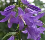 Garden Flowers Adenophora, Lady Bells  Photo; lilac
