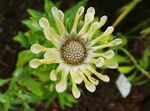 African Daisy, Cape Daisy fotografija in značilnosti