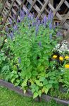 Garden Flowers Agastache, Hybrid Anise Hyssop, Mexican Mint  Photo; light blue