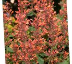 Garden Flowers Agastache, Hybrid Anise Hyssop, Mexican Mint  Photo; orange