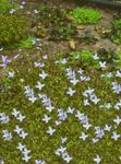 Garden Flowers Alpine Bluets, Mountain Bluets, Quaker Ladies (Houstonia) Photo; light blue