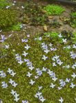 I fiori da giardino Bluets Alpini, Bluets Montagna, Signore Quaker (Houstonia) foto; azzurro