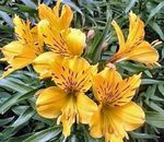 Alstroemeria, Peruvian Lily, Lily of the Incas