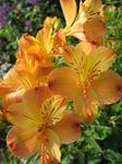 Садові Квіти Альстремерія (Alstroemeria) Фото; помаранчевий