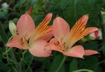 Garden Flowers Alstroemeria, Peruvian Lily, Lily of the Incas  Photo; pink