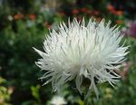 Garden Flowers Amberboa, sweet sultan  Photo; white
