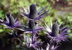 Garden Flowers Amethyst Sea Holly, Alpine Eryngo, Alpine Sea Holly (Eryngium) Photo; purple
