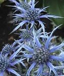 Gartenblumen Amethyst Stranddistel, Alpen Eryngo, Alpenstranddistel (Eryngium) Foto; hellblau