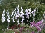 Angel's fishing rod, Fairy Wand, Wandflower (Dierama) Photo; white