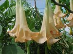 Angel's trumpet, Devil's Trumpet, Horn of Plenty, Downy Thorn Apple