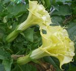 I fiori da giardino Tromba Di Angelo, La Tromba Del Diavolo, Corno Dell'abbondanza, Stramonio Lanuginoso (Datura metel) foto; giallo