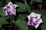 Garden Flowers Angel's trumpet, Devil's Trumpet, Horn of Plenty, Downy Thorn Apple (Datura metel) Photo; lilac