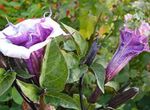 bláthanna gairdín Trumpa Aingeal, An Diabhail Trumpa, Adharc De Neart, Úll Thorn Downy (Datura metel) Photo; lilac