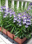 Garden Flowers Angelonia Serena, Summer Snapdragon (Angelonia angustifolia) Photo; light blue