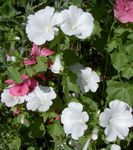 Garden Flowers Annual Mallow, Rose Mallow, Royal Mallow, Regal Mallow (Lavatera trimestris) Photo; white
