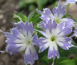 Vrtno Cvetje Letni Phlox, Drummond Je Phlox (Phlox drummondii) fotografija; svetlo modra