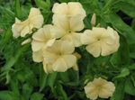 Garden Flowers Annual Phlox, Drummond's Phlox (Phlox drummondii) Photo; yellow