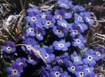 Garden Flowers Arctic Forget-me-not, Alpine forget-me-not (Eritrichium) Photo; blue