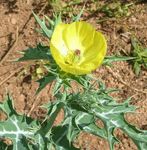 Flores de jardín Argemona  Foto; amarillo