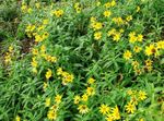 Flores de jardín Árnica (Arnica sachalinensis) Foto; amarillo