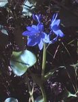 Arrowleaf Lažni Pickerelweed