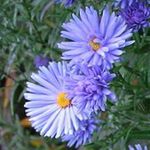 Садовые Цветы Астра новобельгийская (Aster) Фото; голубой