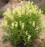 Astragalus Photo agus saintréithe