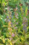 Garden Flowers Asyneuma  Photo; blue