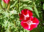 Atlasflower, Farewell-to-Spring, Godetia  Photo; red