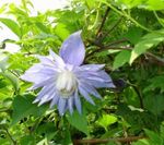 Atragene, Small-flowered Clematis  Photo; light blue