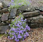 Garden Flowers Aubrieta, Rock Cress  Photo; light blue