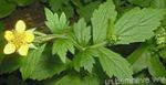 园林花卉 Avens，今 (Geum) 照; 黄