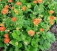 Flores de jardín Avens, Geum  Foto; naranja