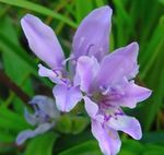Baboon Flower (Babiana, Gladiolus strictus, Ixia plicata) Photo; light blue