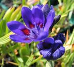 Pavián Květina (Babiana, Gladiolus strictus, Ixia plicata) fotografie; modrý