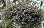 Garden Flowers Bacopa (Sutera)  Photo; lilac