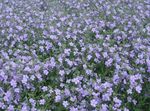 Garden Flowers Bacopa (Sutera)  Photo; light blue