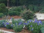 Balloon Flower, Chinese Bellflower