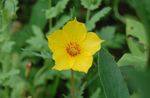 Садові Квіти Бартон (Bartonia aurea) Фото; жовтий