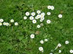 Garden Flowers Bellis daisy, English Daisy, Lawn Daisy, Bruisewort (Bellis perennis) Photo; white
