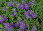 Garden Flowers Big Betony (Stachys) Photo; purple