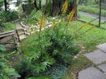 Garden Flowers Bigleaf Ligularia, Leopard Plant, Golden Groundsel  Photo; yellow